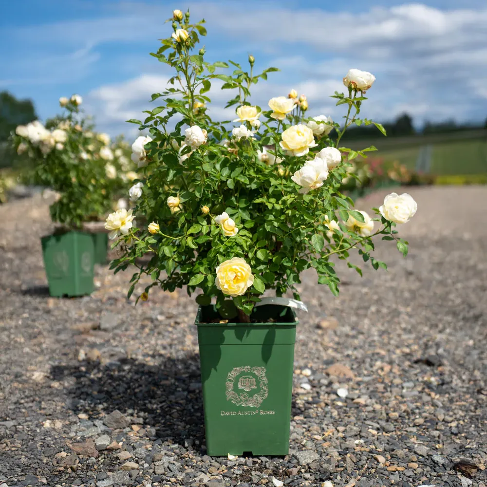 David Austin® Vanessa Bell® Rose Shrub - Pale Yellow English Shrub Rose 6