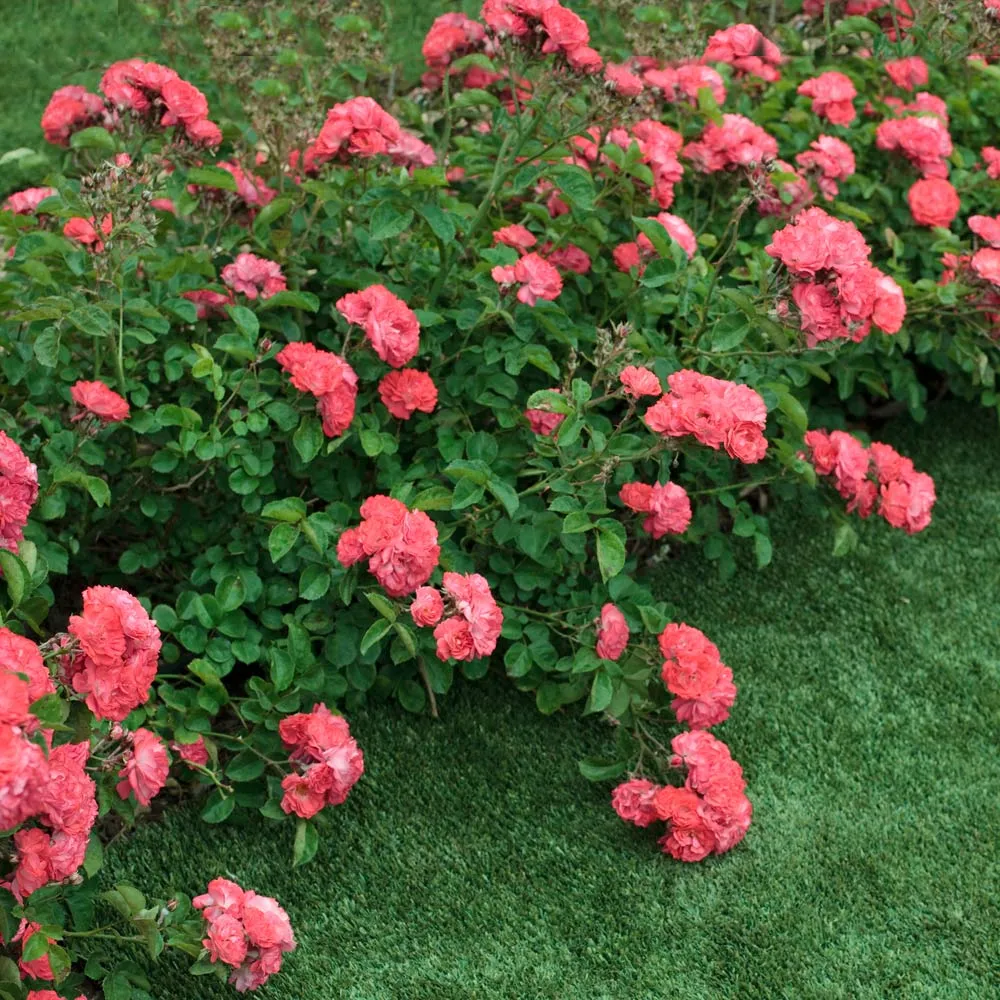 Coral Drift® Rose - Hardy Groundcover Shrub Rose 1
