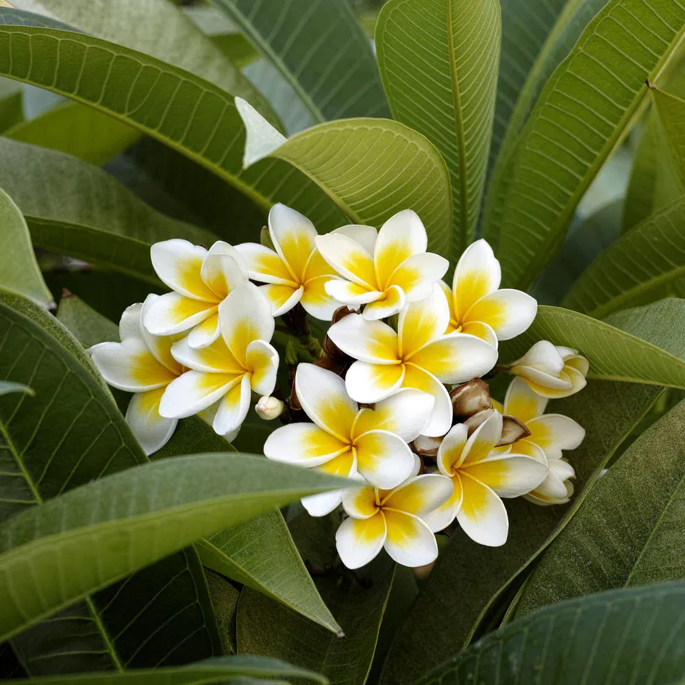 Plumeria Decorative Floral Accent Piece 1
