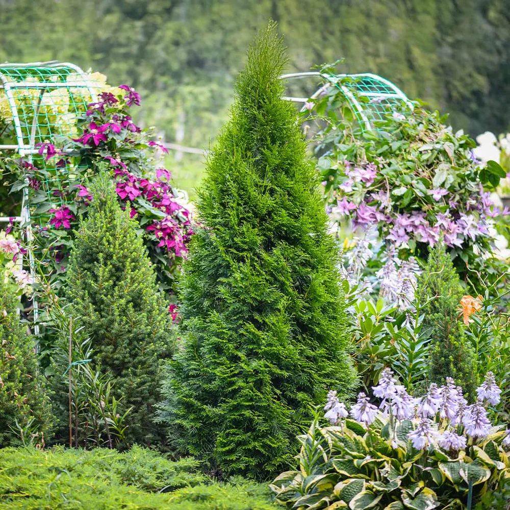 Emerald Petite™ Arborvitae Tree - Compact Evergreen Privacy Hedge