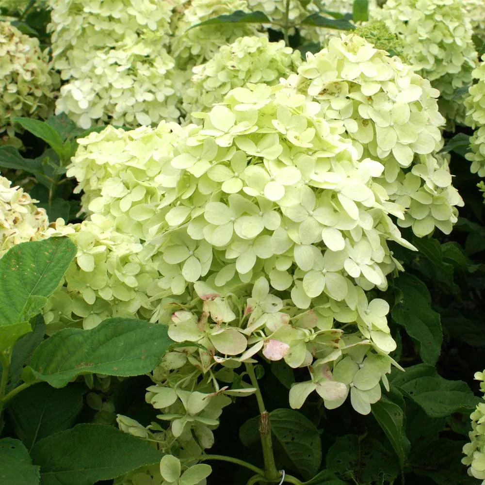 Limelight Hydrangea Tree - Hardy Flowering Shrub Standard 2