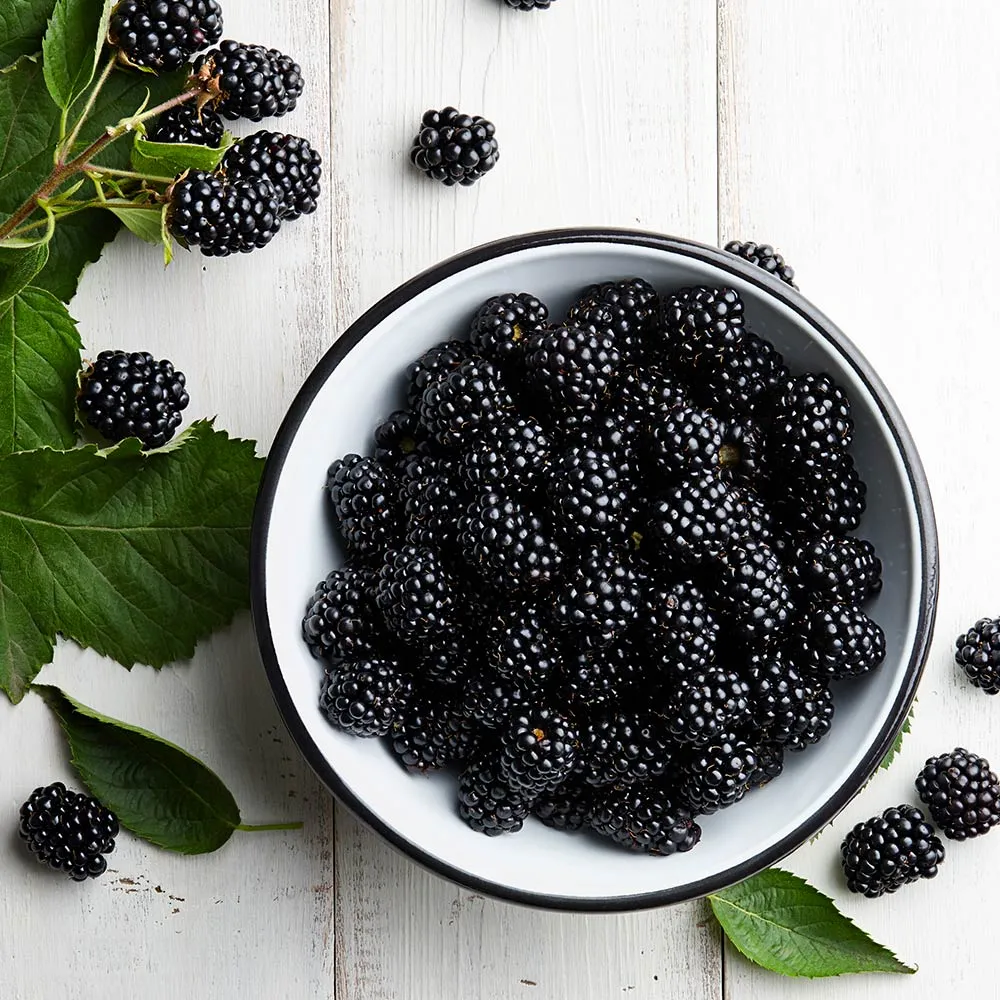 Black Satin Thornless Blackberry Bush - High Yield Fruit-Bearing Plant 2