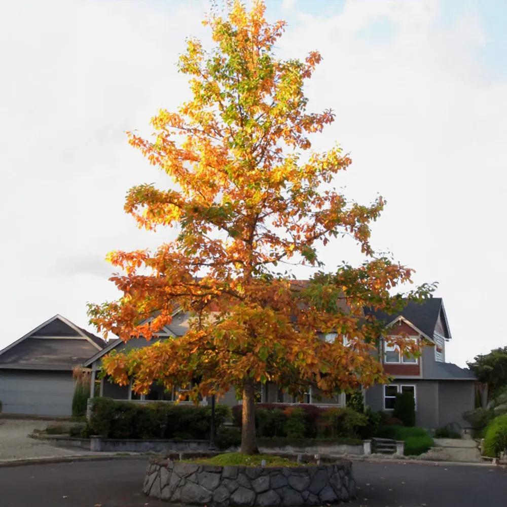 Swamp White Oak Tree (Quercus bicolor) - Native Deciduous Specimen 2