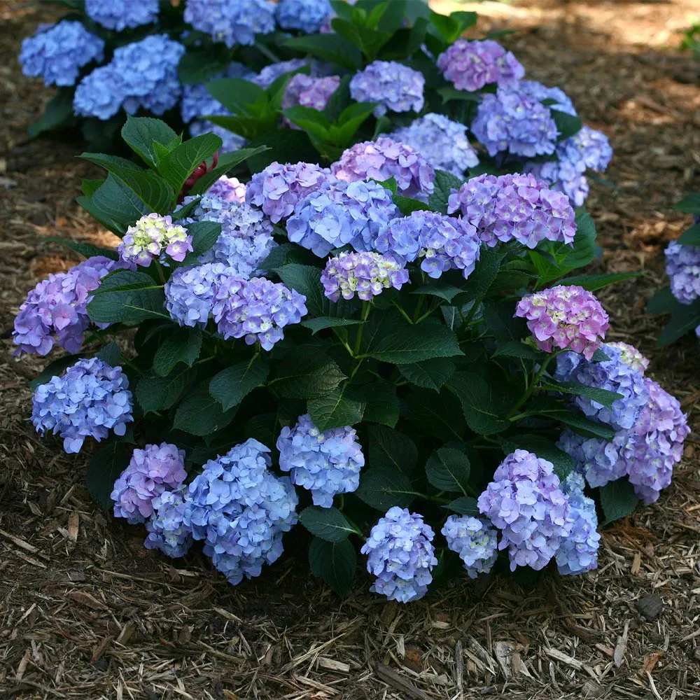 Let's Dance® Blue Jangles Hydrangea Shrub - Compact Reblooming Bigleaf Hydrangea