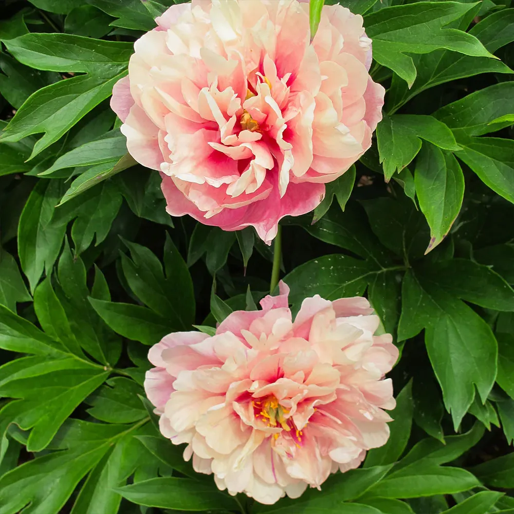 Garden Candy® Double Bubble Pink™ Itoh Peony Plant 2