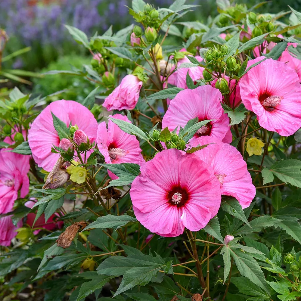 Summerific® ‘Candy Crush’ Hibiscus - Hardy Perennial Flowering Shrub