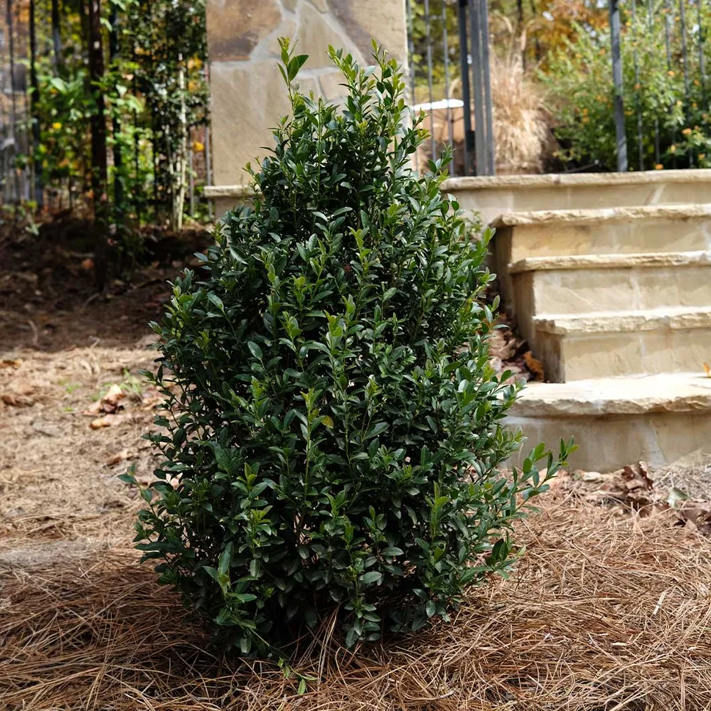 Arrow Point® Japanese Holly (Ilex crenata) Upright Evergreen Shrub 1