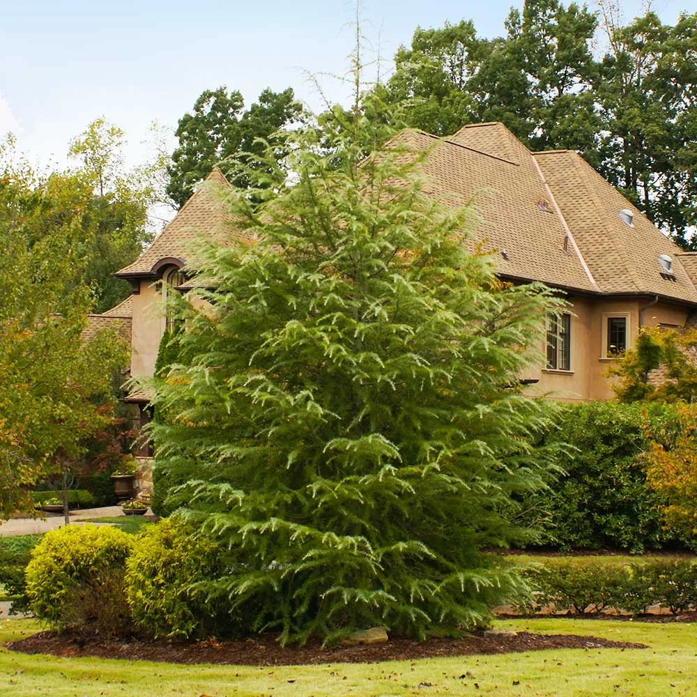 Deodar Cedar Tree (Cedrus deodara) Ornamental Evergreen Conifer