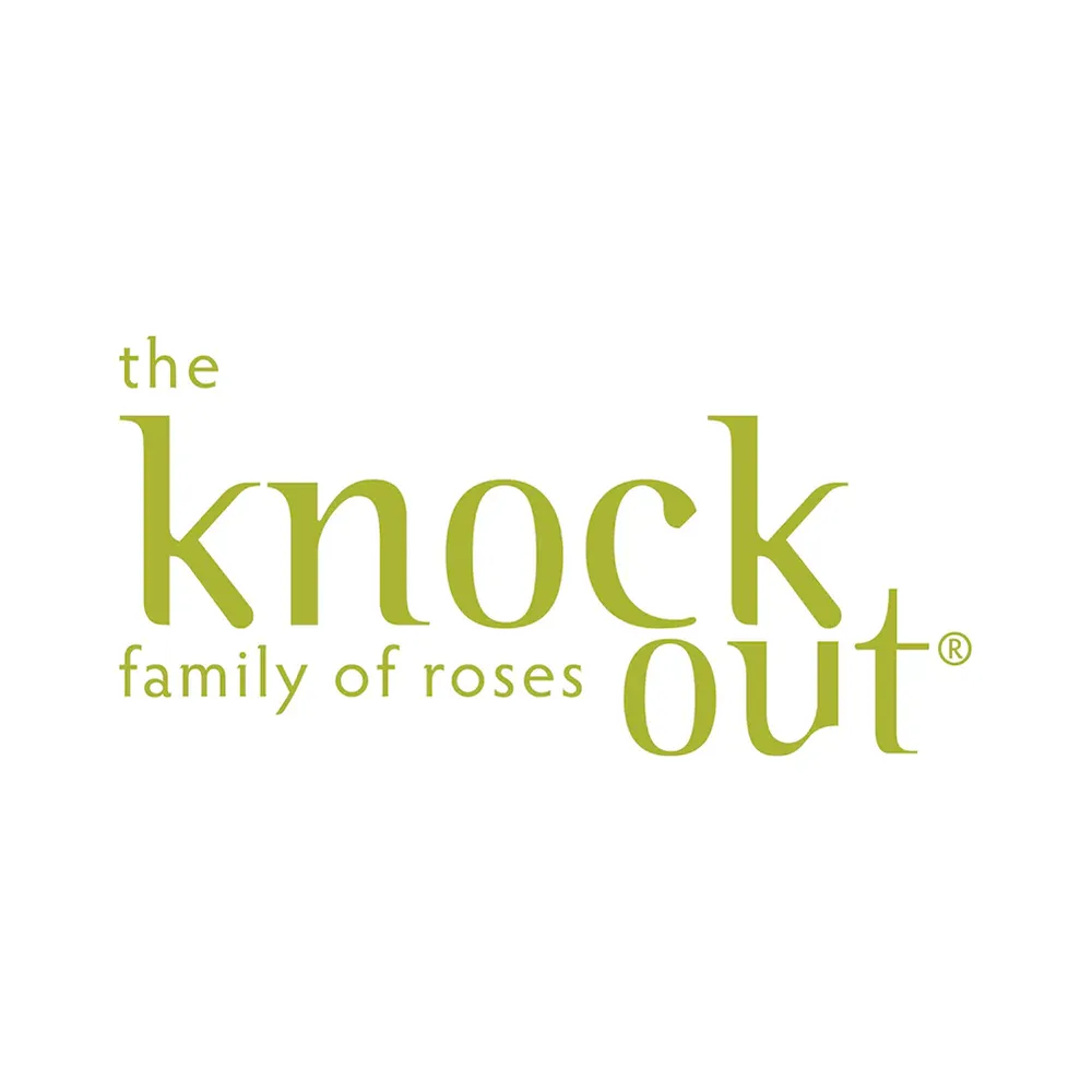 Orange Glow Knock Out Rose Tree - Continuous Blooming Flowering Shrub 3