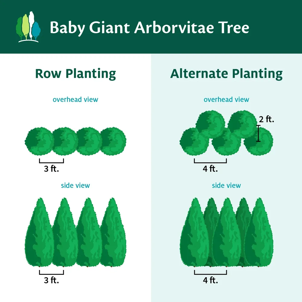 Baby Giant Arborvitae Tree - Fast-Growing Evergreen Privacy Hedge 1