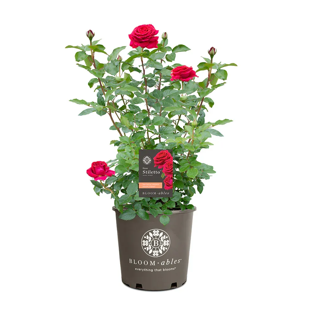 Bloomables® Stiletto Rose - Compact Floribunda Rose Bush 4