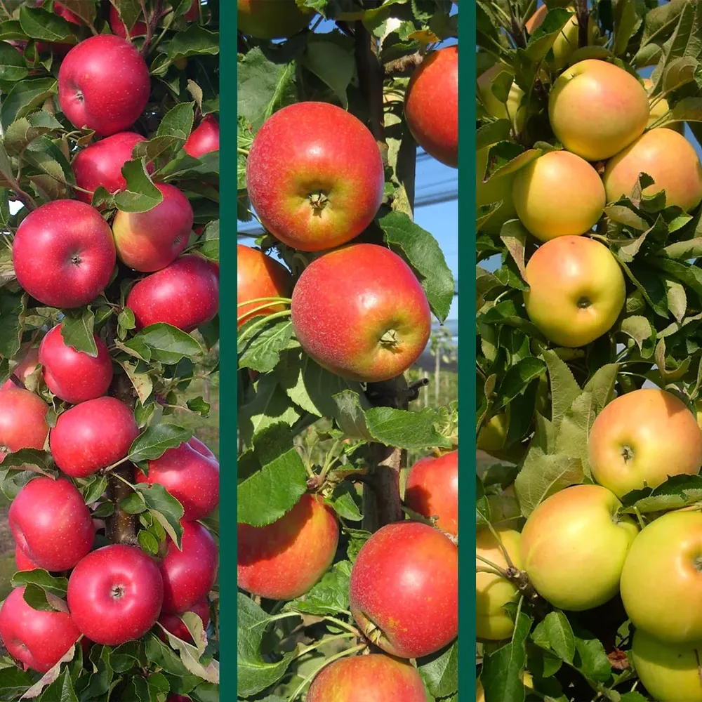 3-in-1 Columnar Apple Tree - Compact Space-Saving Fruit Tree