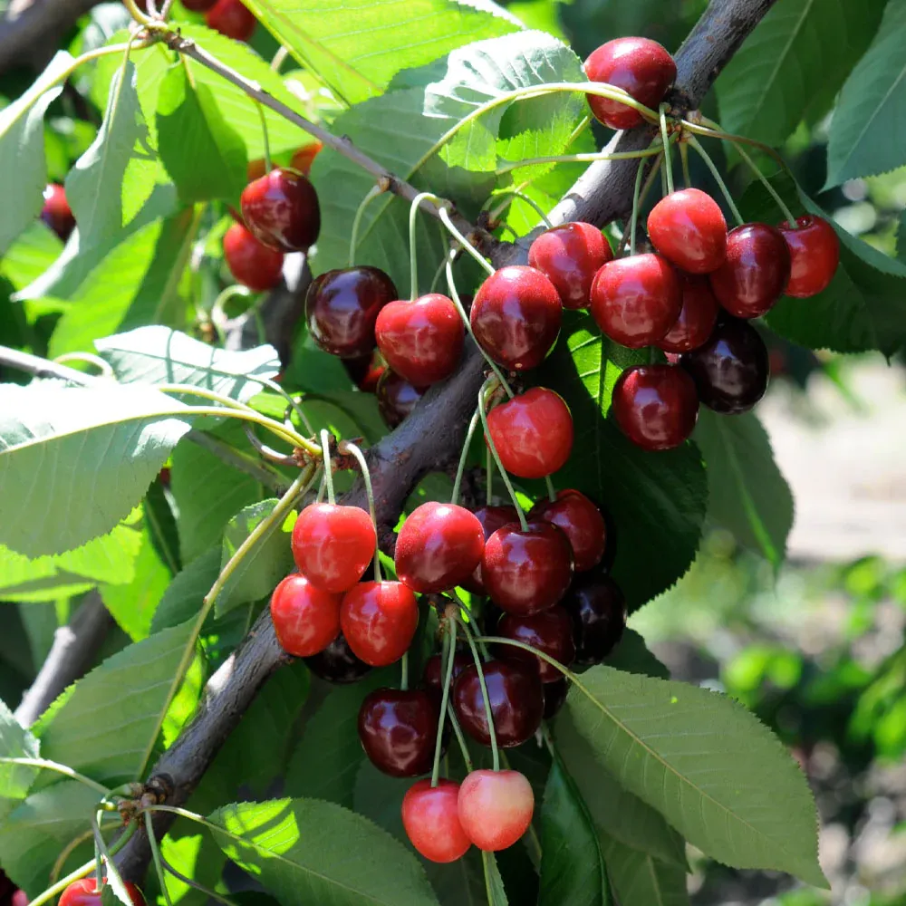 Bing Cherry Tree - Sweet Fruit-Bearing Deciduous Tree 2