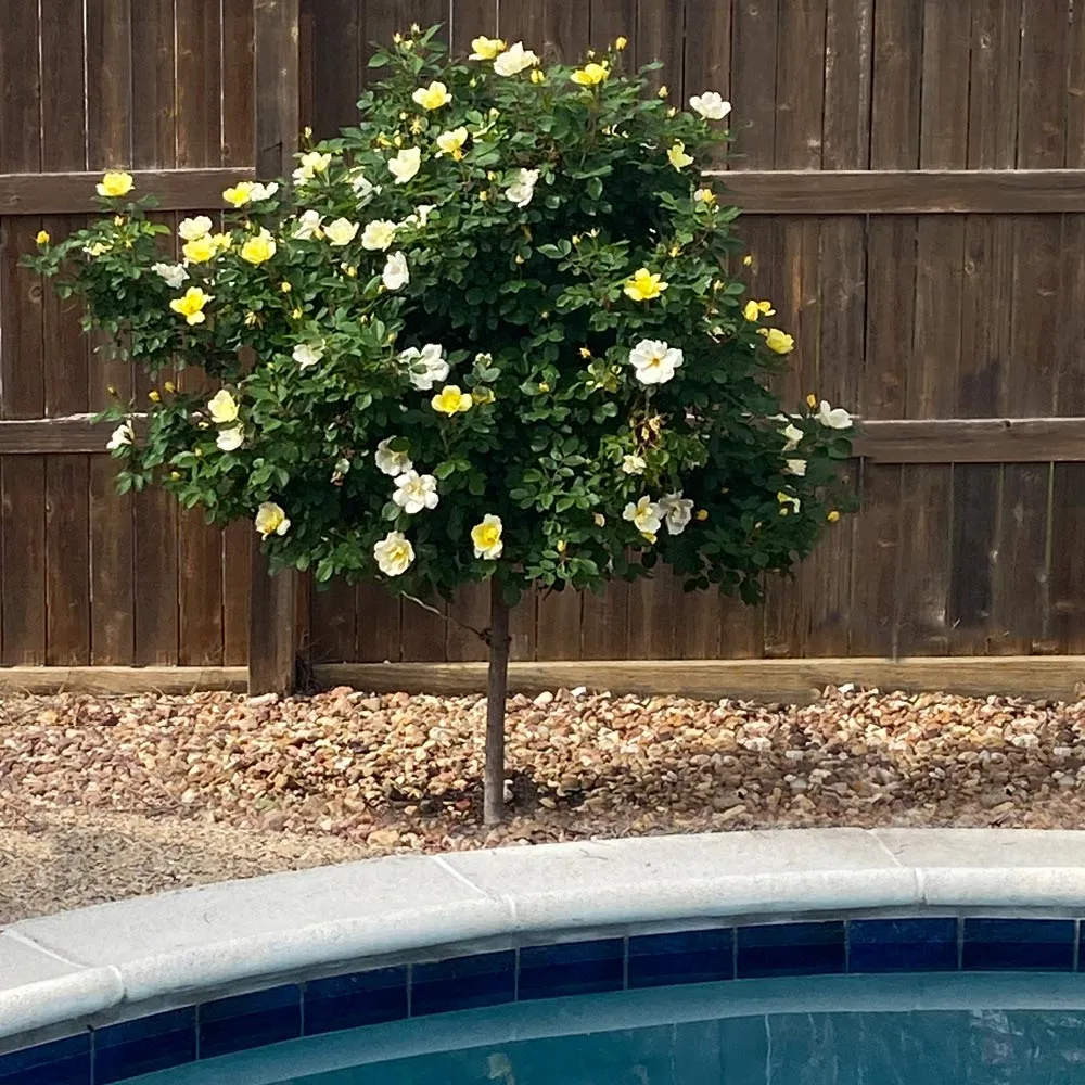 Sunny Knock Out® Rose Tree - Yellow Flowering Ornamental Shrub 1