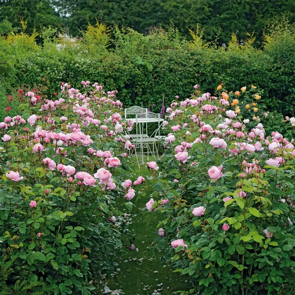 David Austin® The Alnwick Rose® Fragrant English Shrub Rose 2