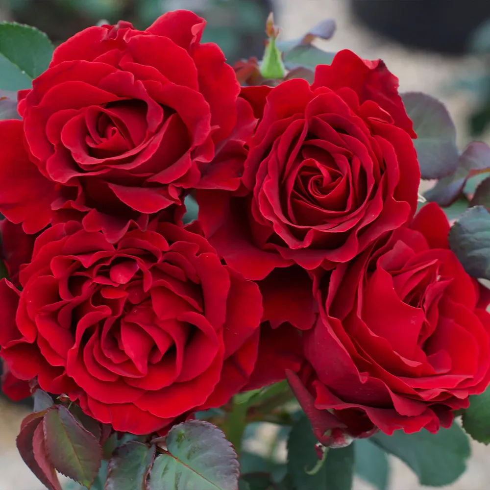 Dancing in the Dark Rose Shrub - Deep Red Flowering Garden Plant 1