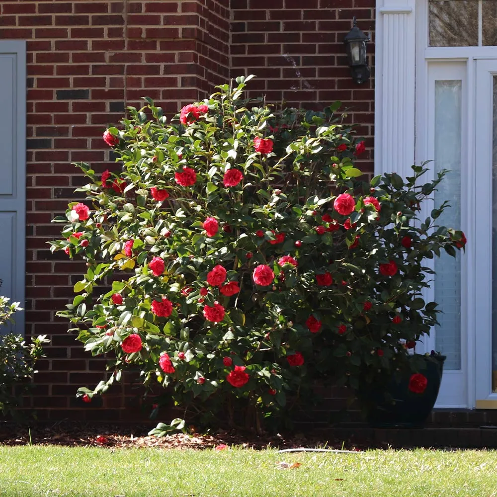 Kramers Camellia Shrub - Evergreen Ornamental Flowering Plant 1