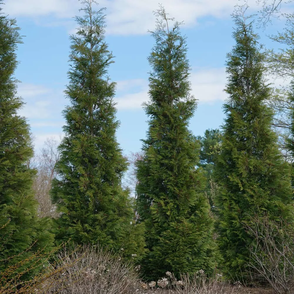 Full Speed A Hedge® American Pillar Arborvitae - Fast-Growing Evergreen Privacy Screen 3