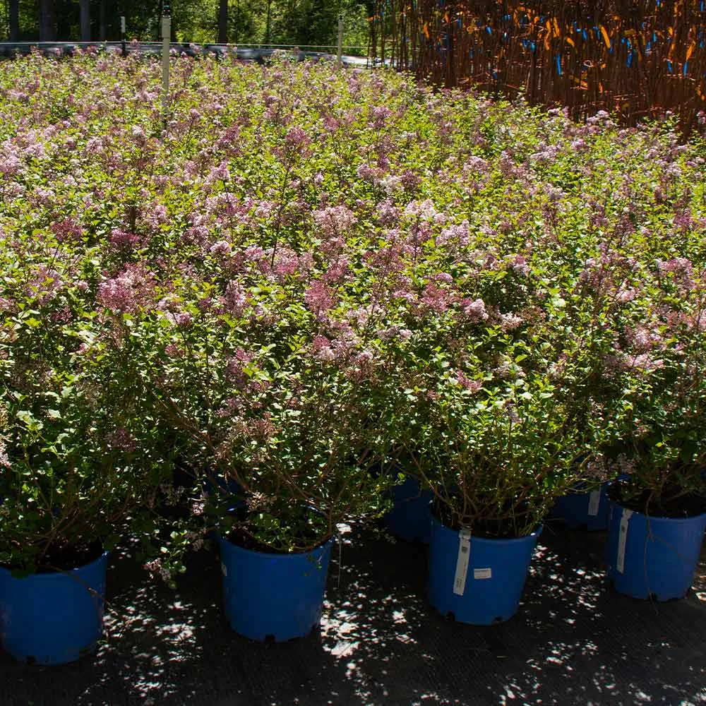 Dwarf Korean Lilac Shrub (Syringa meyeri 'Palibin') 2