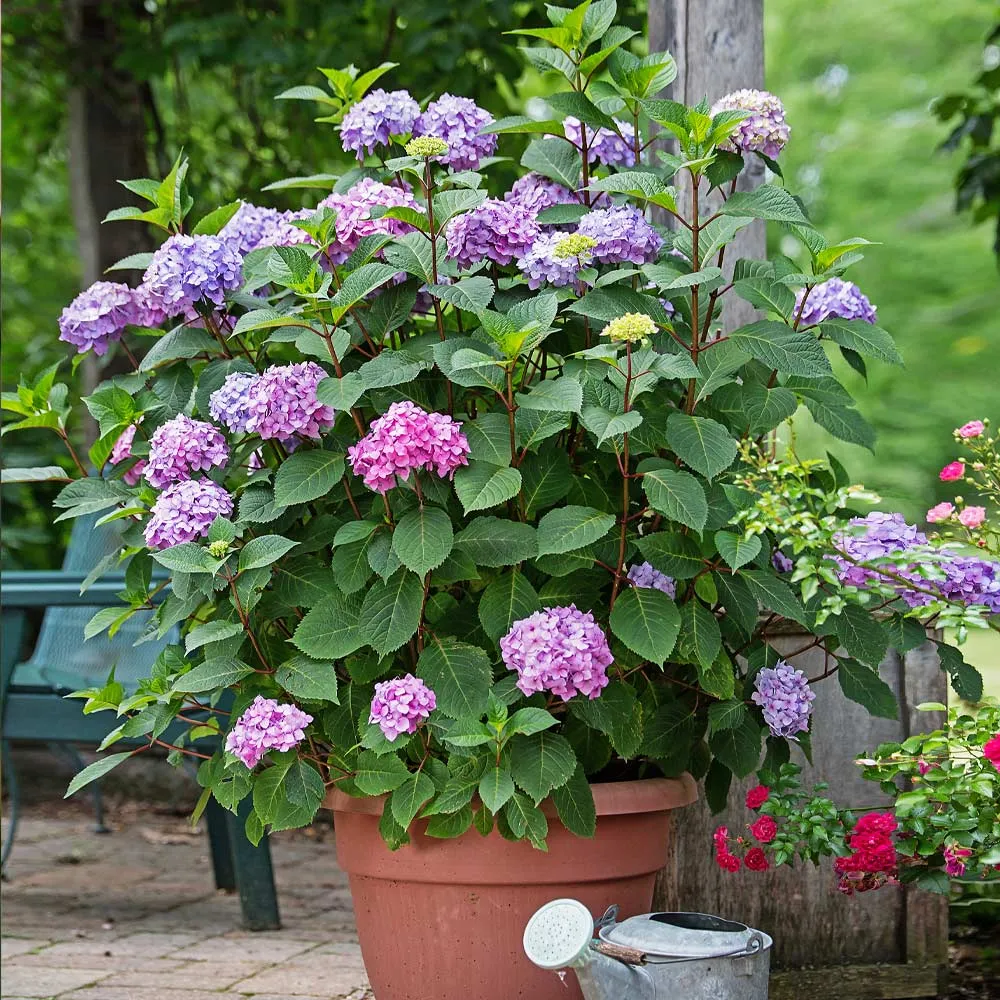 Endless Summer® BloomStruck® Reblooming Hydrangea Shrub 3