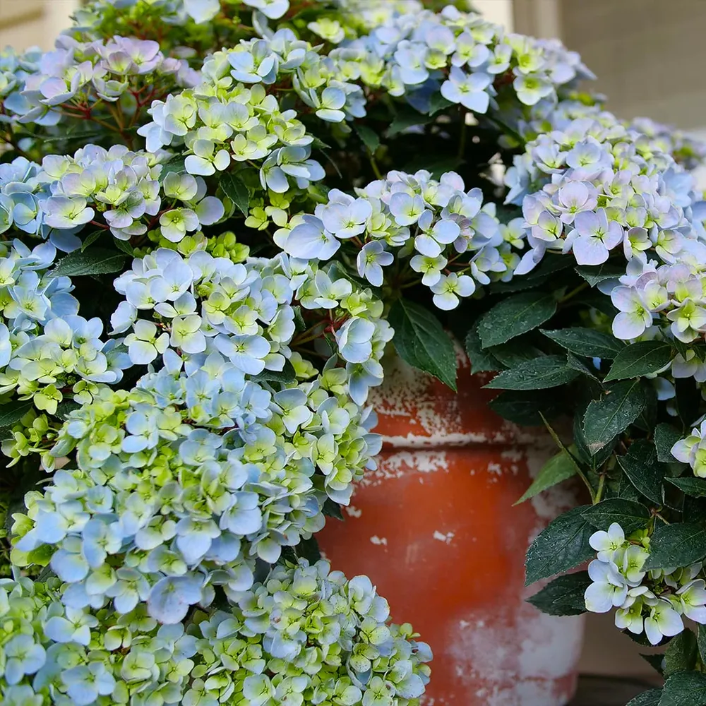 Fairytrail Fresco™ Cascade Hydrangea - Trailing Flowering Shrub
