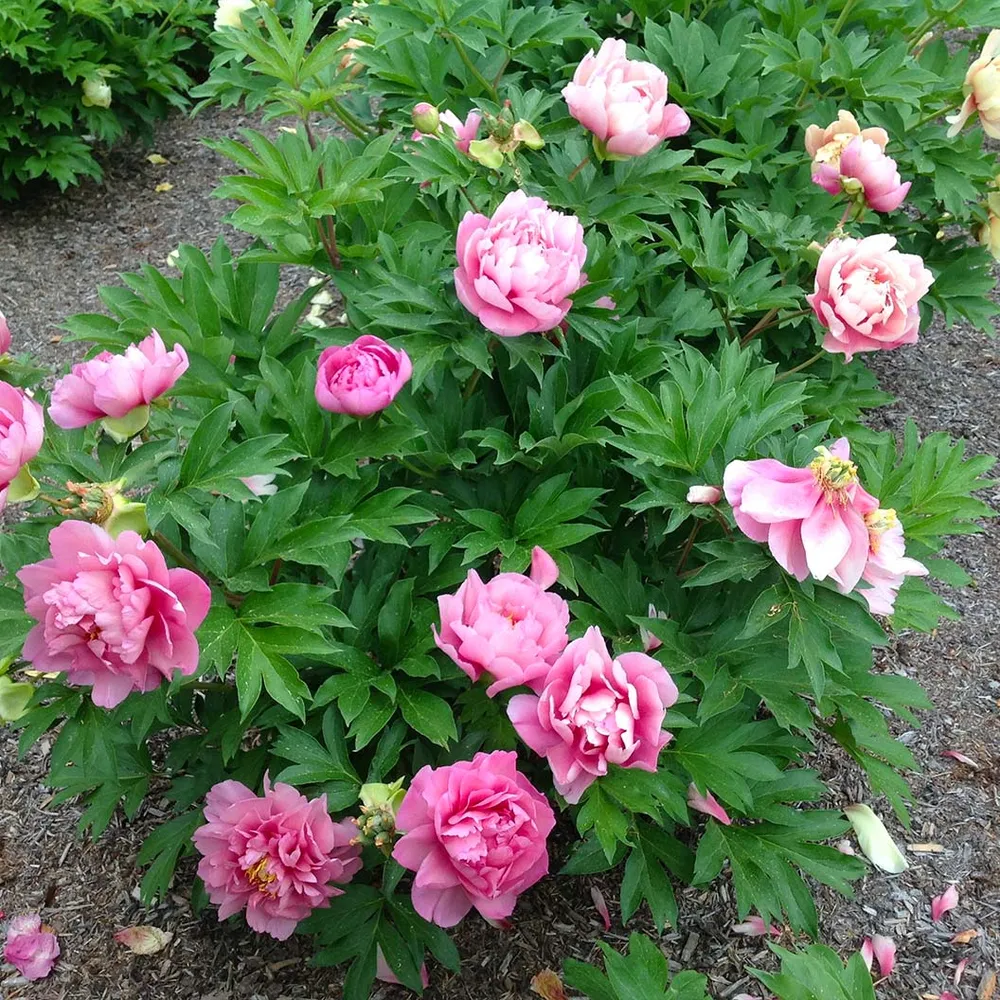 Strawberry Swirl™ Itoh Peony Plant - Intersectional Hybrid Perennial 1