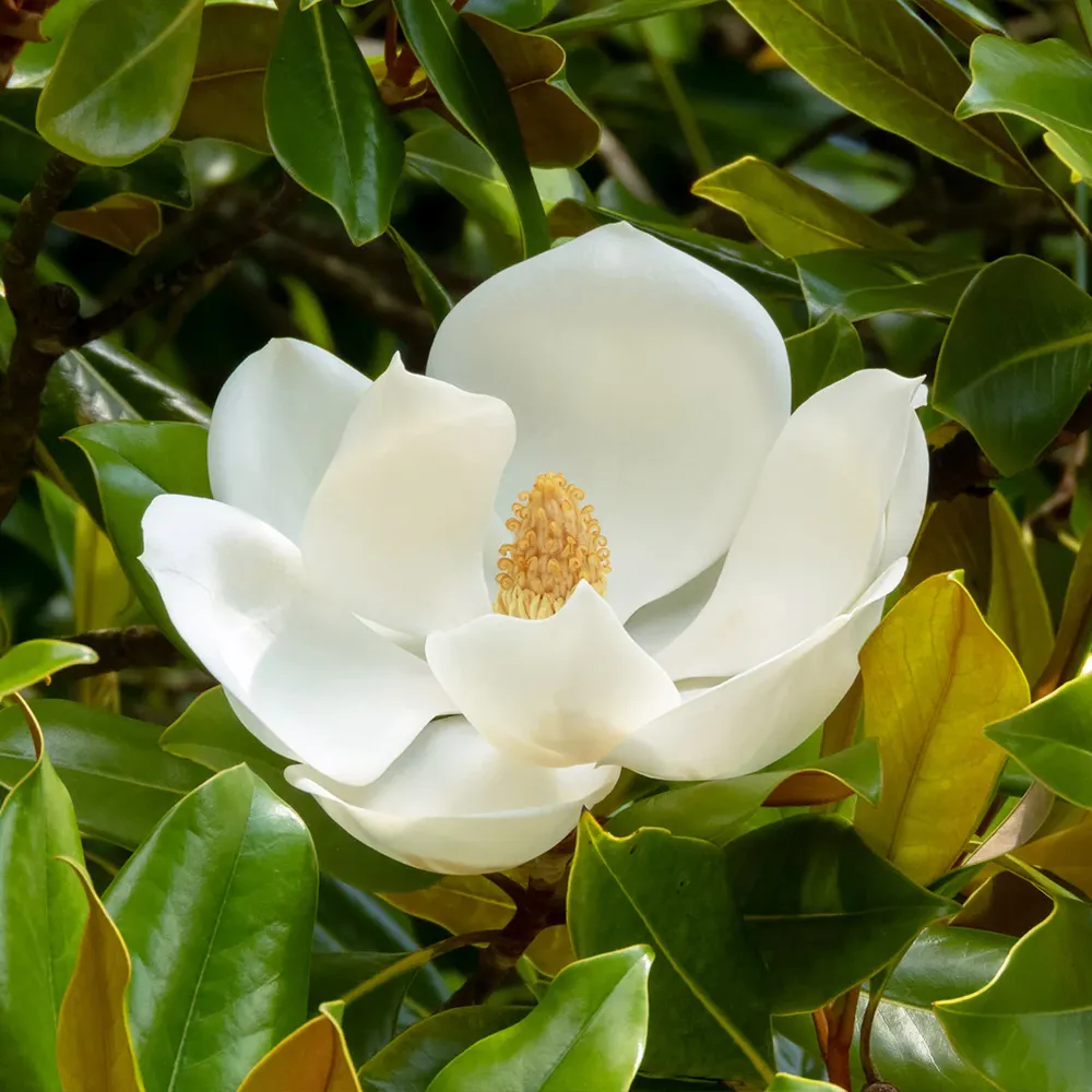 Teddy Bear® Southern Magnolia Tree - Compact Evergreen Flowering Tree 2