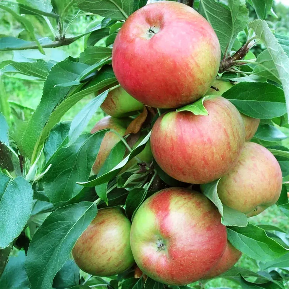 Sweet Treat™ Columnar Apple Tree - Compact Vertical Fruit Tree 4
