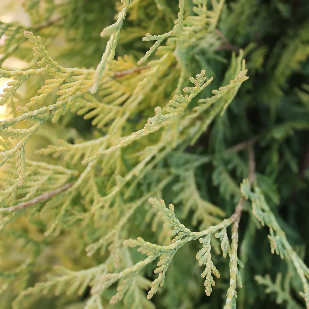 Yellow Ribbon Arborvitae Tree - Narrow Upright Evergreen Shrub 3