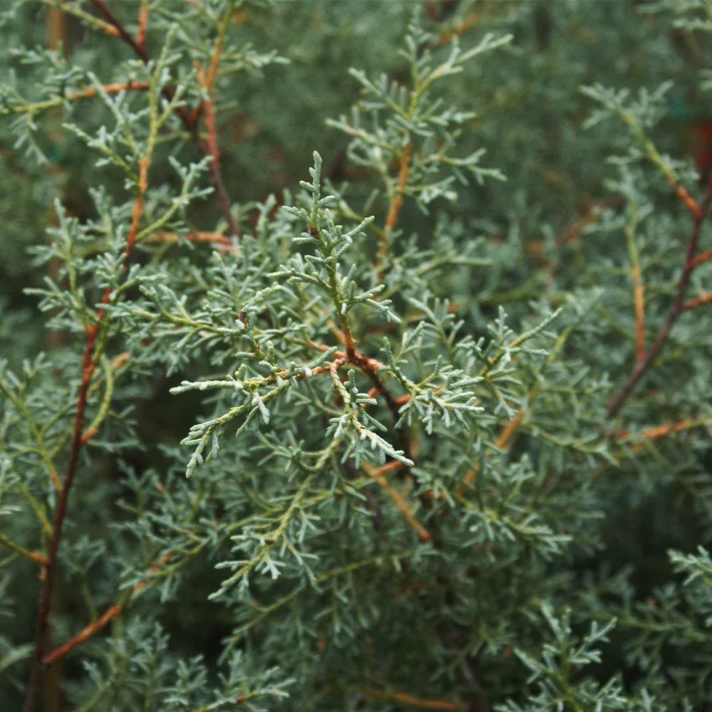 Carolina Sapphire Cypress Tree (Cupressus arizonica) - Drought-Tolerant Evergreen Conifer 1