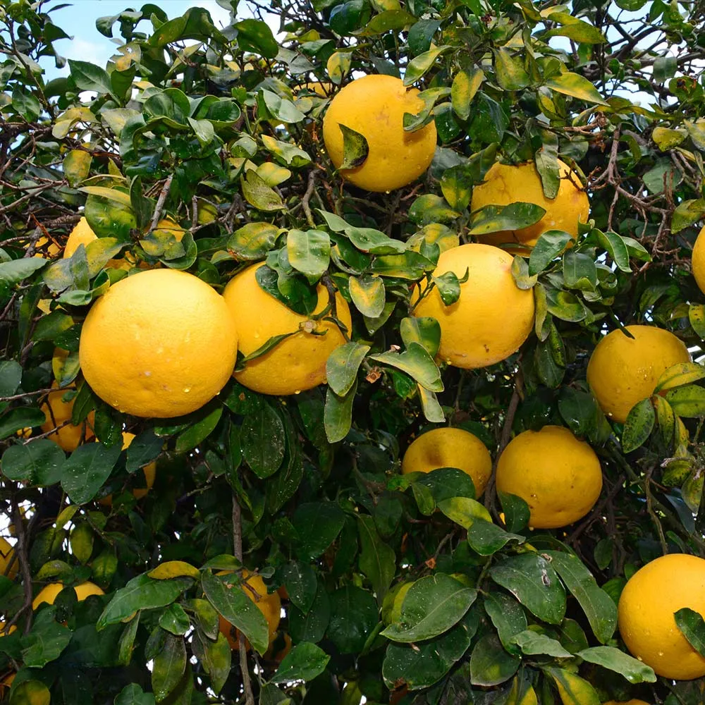 Ray Ruby Grapefruit Tree - Live Citrus Plant for Home Gardening 2
