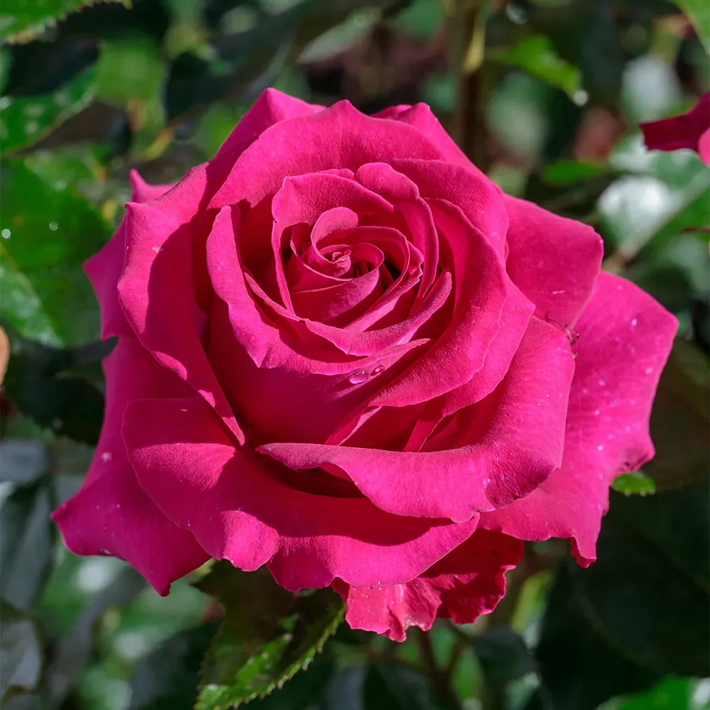 Bloomables® Stiletto Rose - Compact Floribunda Rose Bush