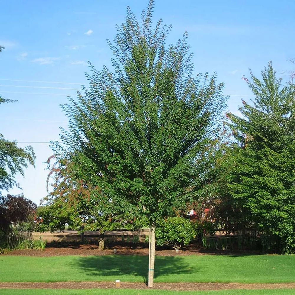 Sun Valley Red Maple Tree - Ornamental Deciduous Landscaping Tree 1