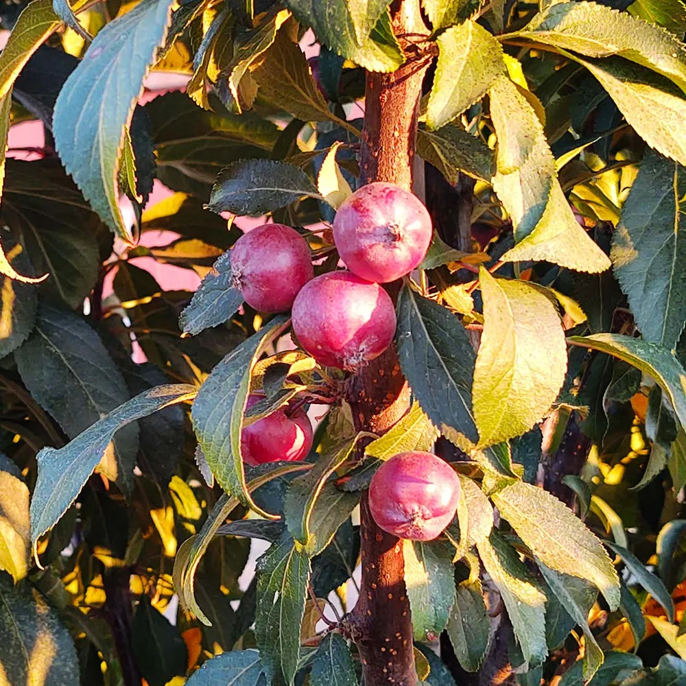 Emerald Spire Crabapple Tree - Columnar Ornamental Flowering Tree 5