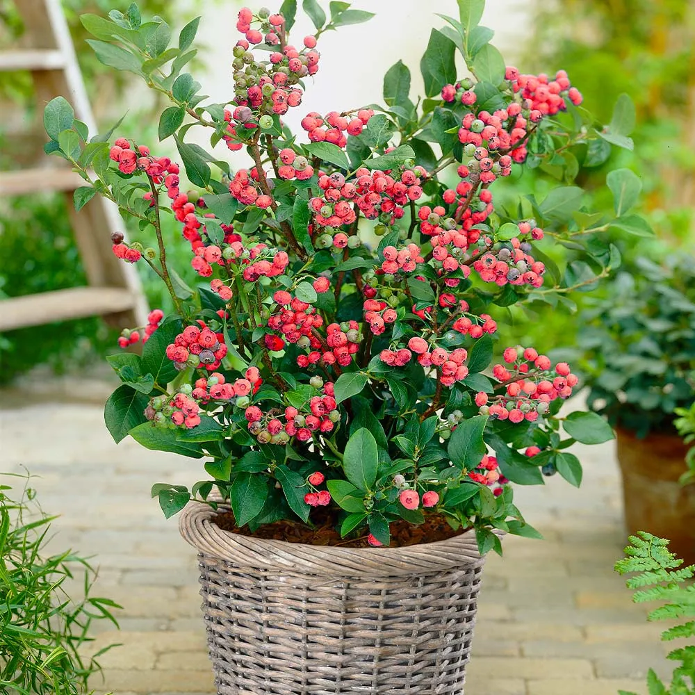 Pink Lemonade Blueberry Bush - USDA Organic Fruit Plant