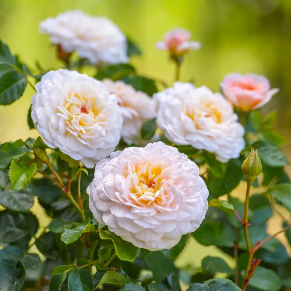 David Austin® Emily Brontë™ Rose Shrub 1