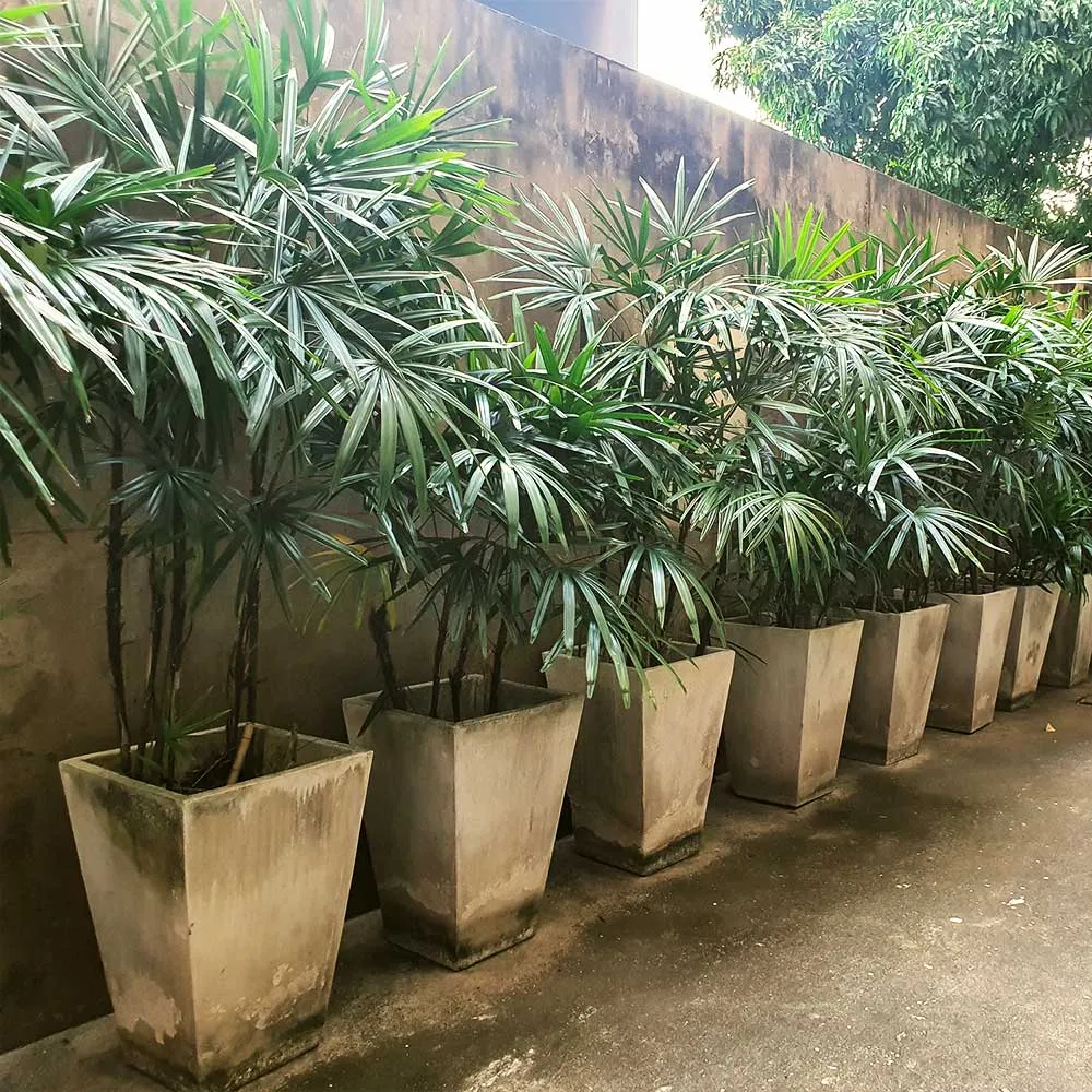Lady Palm Tree (Rhapis Excelsa) Indoor Potted Plant 2