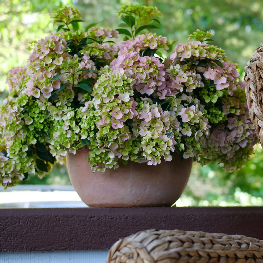 Fairytrail Fresco™ Cascade Hydrangea - Trailing Flowering Shrub 1