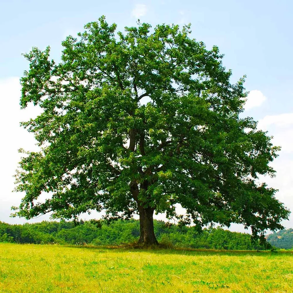 Northern Red Oak Tree (Quercus rubra) Deciduous Shade Tree 1