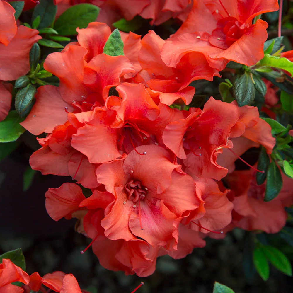 Autumn Embers Encore Azalea Shrub - Reblooming Evergreen Landscape Plant 2