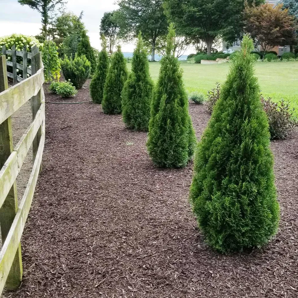 Emerald Squeeze™ Thuja Tree - Columnar Evergreen Privacy Hedge