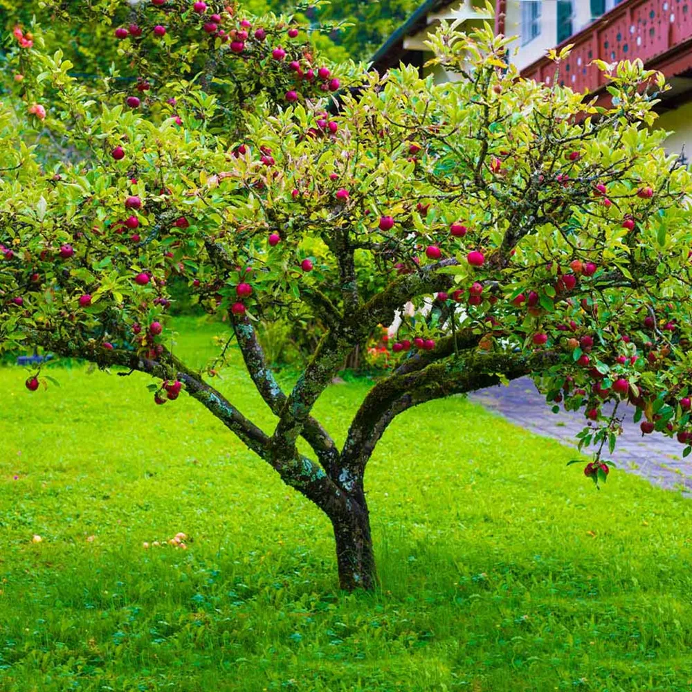 Fuji Apple Tree - Productive Fruit-Bearing Sapling for Home Gardens 1