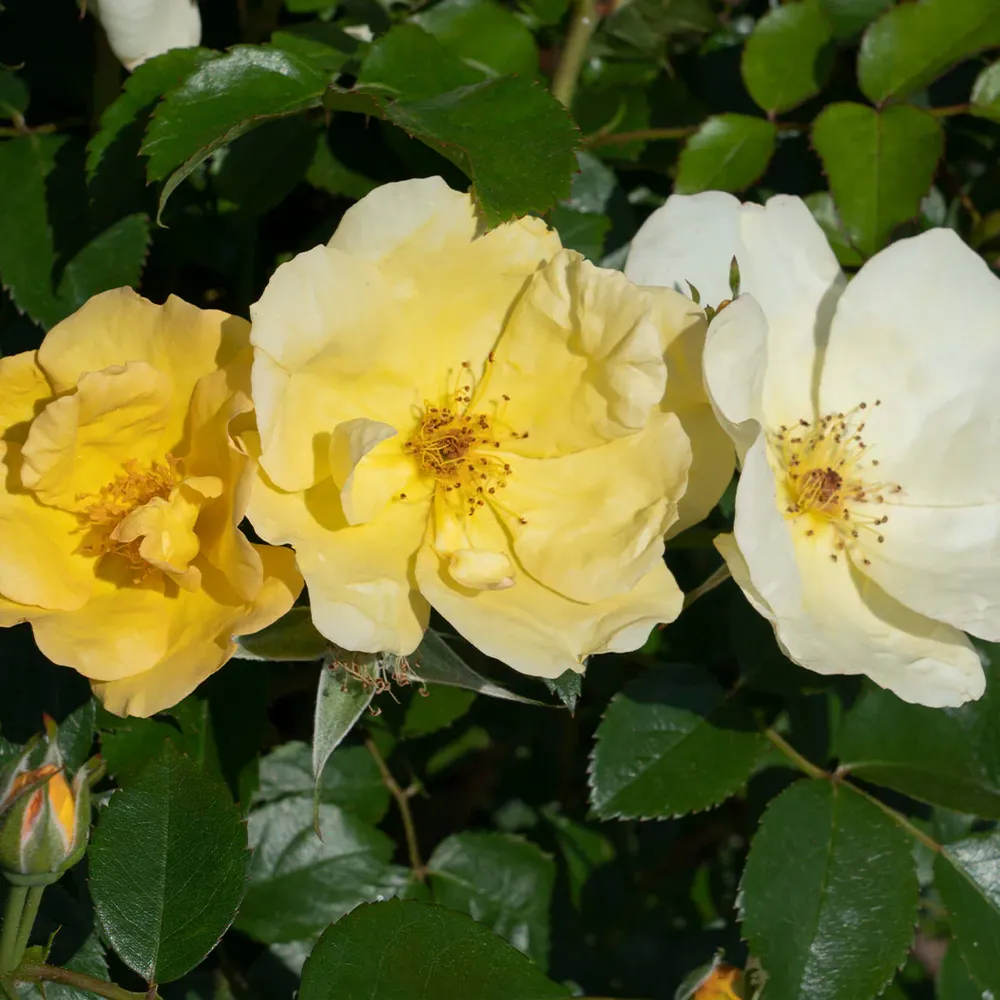 Easy Bee-zy Knock Out® Rose Tree - Standard Flowering Shrub 3