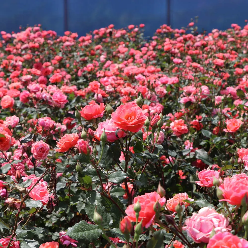 Coral Knock Out Rose Shrub - Continuous Blooming Disease-Resistant Garden Plant 1