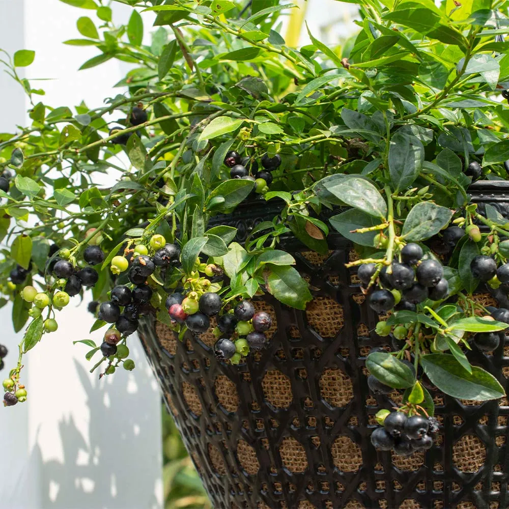 Midnight Cascade Blueberry Trailing Ornamental Fruit Shrub