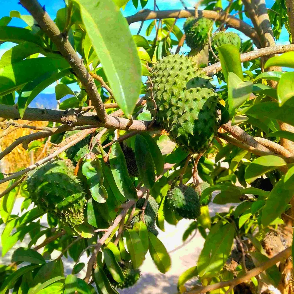 Soursop (Guanabana) Live Fruit Tree - Annona Muricata for Tropical Gardening 2