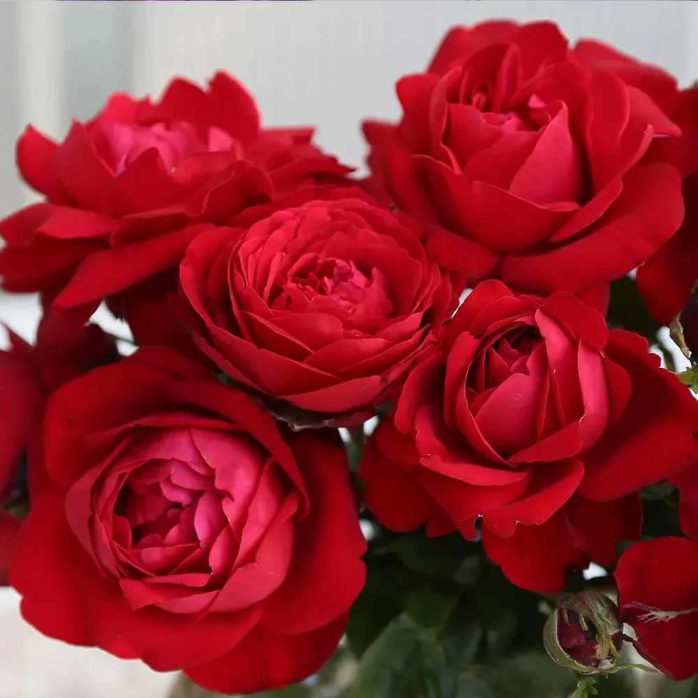 Hardy Rose Shrub for Garden Landscaping 2