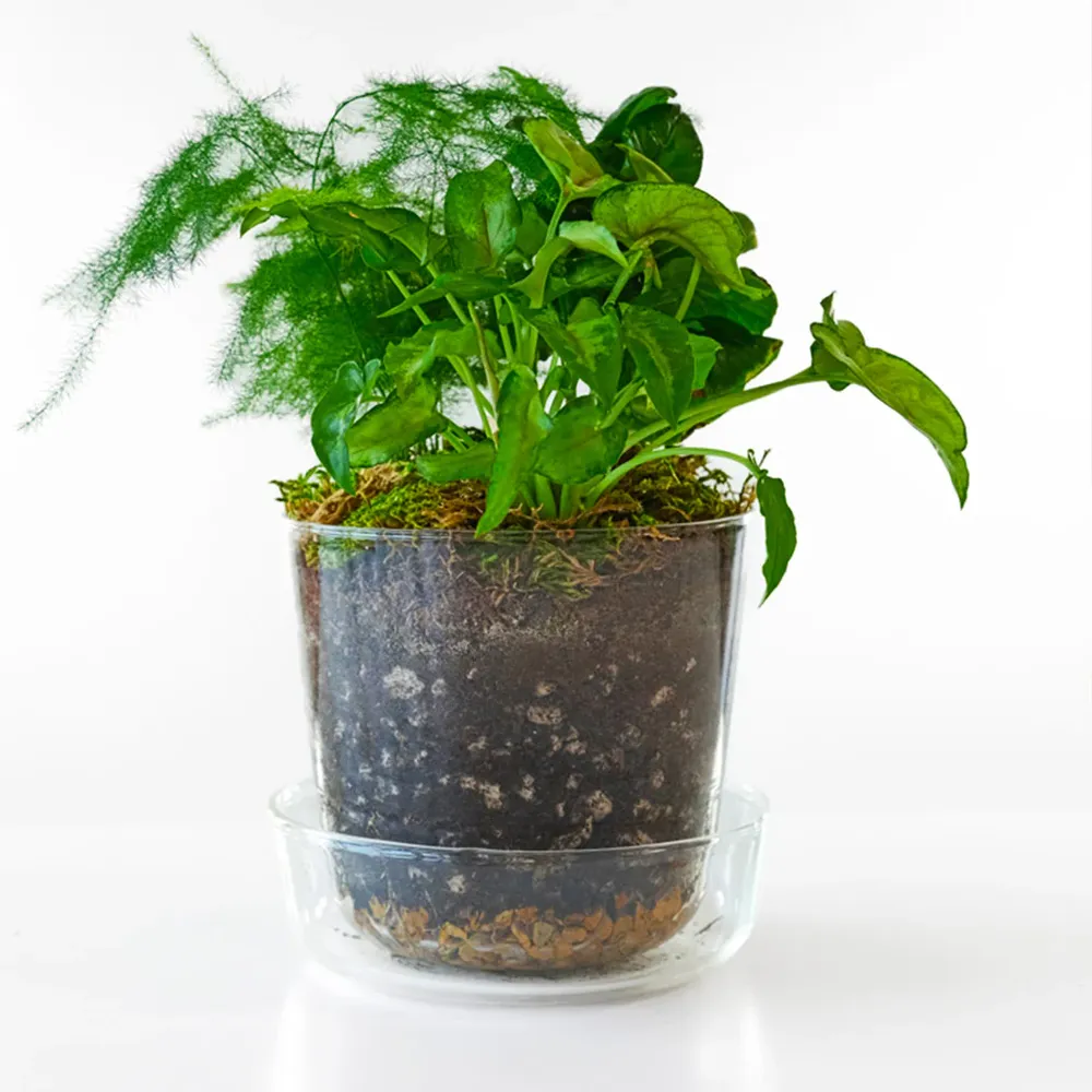 Tropical Desktop Garden Kit in Glass Planter 1