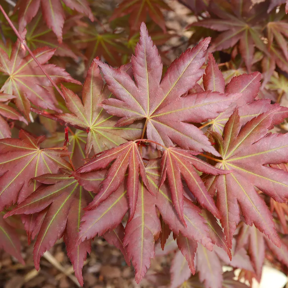 Hot Chana Japanese Maple Tree - Ornamental Deciduous Garden Plant 2