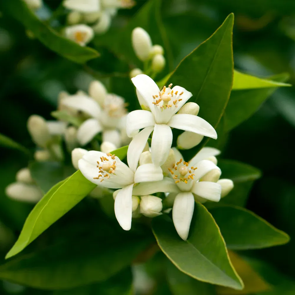 California Honey Mandarin Tree - Fruit-Bearing Citrus Plant 3